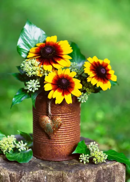 Photo of Beautiful yellow, orange globular or Black Eyed Susan flowers and ivy blossom in rusty tins with decor rustic heart.