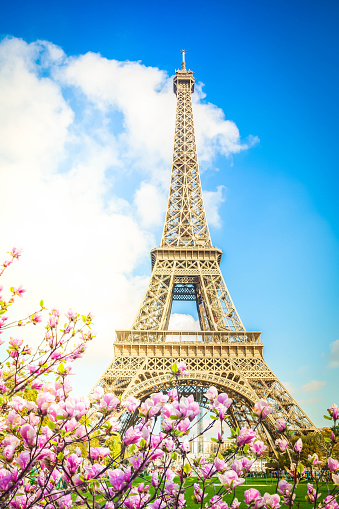 Eiffel Tower and blooming manolia tree close up, Paris, , France