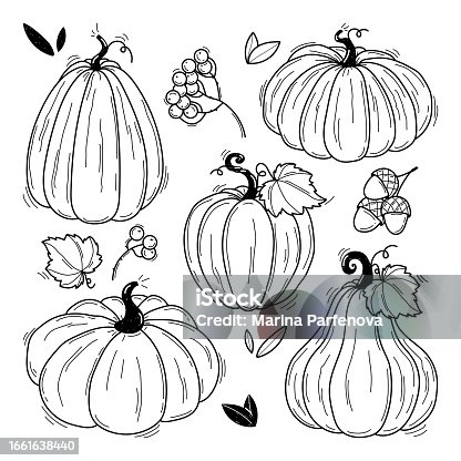 istock Collection of hand drawn black and white pumpkins vector illustrations. Plants sketches. Perfect for recipes, menu, label, icon, packaging. Vintage pumpkins outlines. Botanical set 1661638440