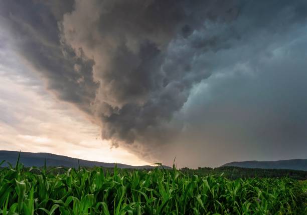 istock a storm approaches the horizon over a corn field during sunset 1661638621