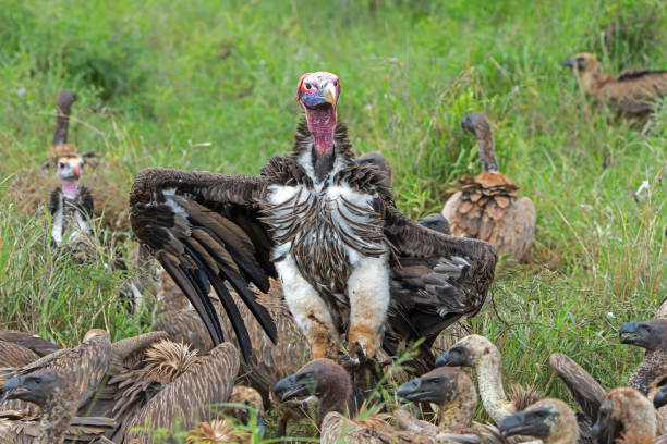 istock Lappet-faced Vulture in Kruger National Park 1661644970