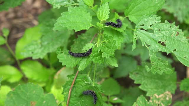 Close-up of several black caterpillars in larval phase covered with thorns eat the green leaves of young nettles in the forest. Caterpillar eats plants - agricultural pest before pupating. 4K footage.