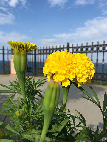 Chrysanthemum flowers in public park with sea and sky background