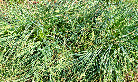 Background of a green grass on a summer meadow.