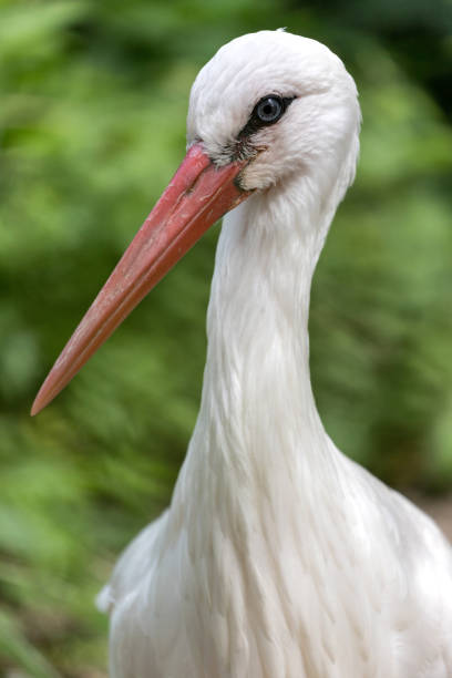 istock portrait of white stork (Ciconia ciconia) 1661661962