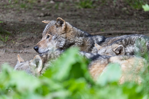 pack of gray wolves (Canis lupus) in nature