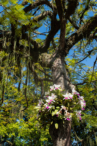 Rio de Janeiro, Brazil, South America: orchids growing on the trunk of a tree in the city centre
