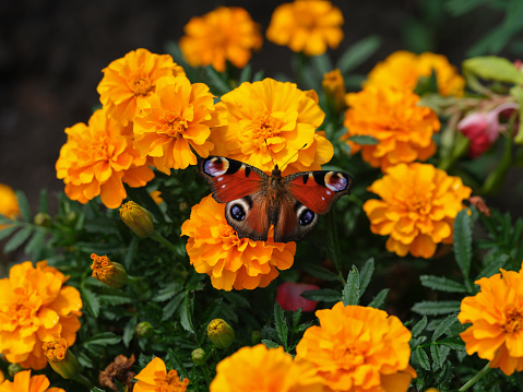 A peacock butterfly (aglais io) drinking nectar from a marigold flower. Close up.