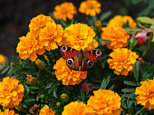 A peacock butterfly (aglais io) drinking nectar from a marigold flower