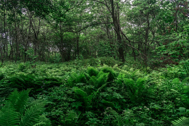 istock Green forest with trees and ferns 1661686457