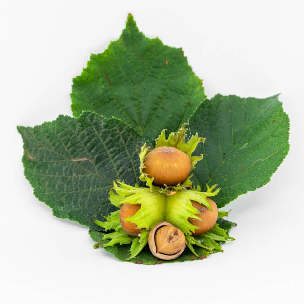 istock pile of ripe hazelnuts on white background 1661696034