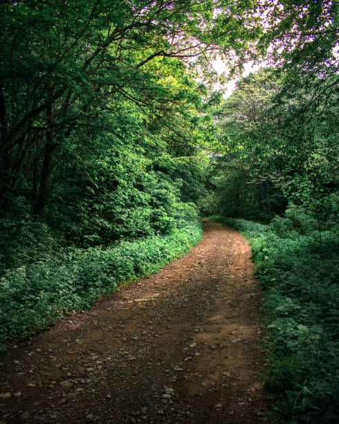 istock Road in the green forest 1661698324