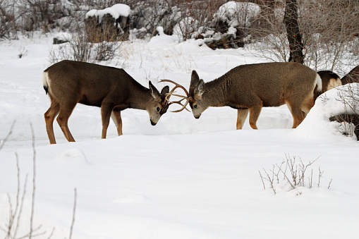 Two Mule Deer Bucks fighting for dominance.