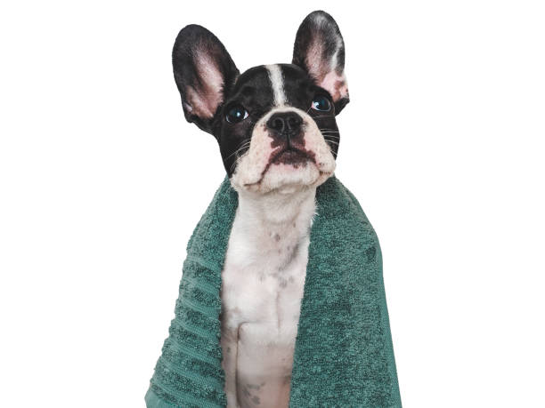 istock Cute brown puppy and blue towel. Close-up 1661702700