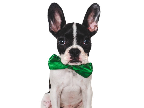 istock Cute puppy and bright bow tie. Close-up, indoors 1661703442