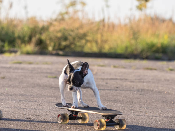 istock Cute puppy riding a skateboard. Clear, sun day 1661703809