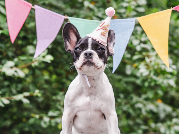 istock Cute puppy, stretched holiday flags and green trees 1661704347