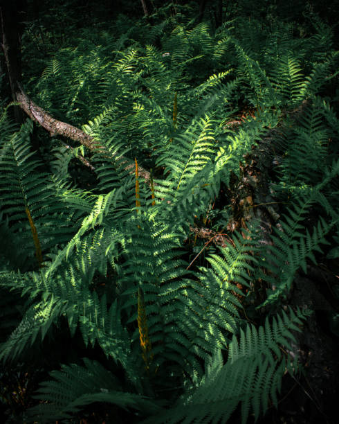 istock Green fern leaves on dark background 1661708217