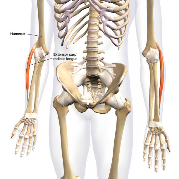 istock Lower Arm Extensor Carpi Radialis Longus Muscles Isolated on Male Human Skeleton, Labeled 3D Rendering on White Background 1661712050