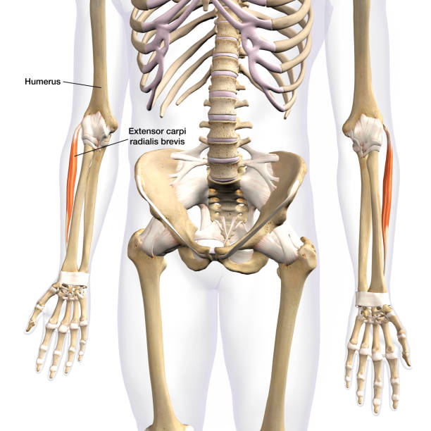 Labeled 3D Rendering of Extensor Carpi Radialis Brevis Muscles, Isolated on Male Human Skeleton on White Background Labeled human anatomy of male lower arm Carpi Radialis Brevis muscles isolated within the skeletal system bones in a frontal view on a white background. labeled hand bones stock pictures, royalty-free photos & images