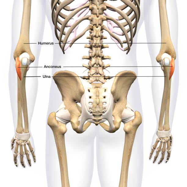 istock 3D Rendering of Anconeus Lower Arm Muscles, Labeled Posterior View on White Background 1661712069