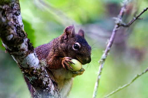 Squirrel eating a hazelnut, Salt Spring Island, BC Canada