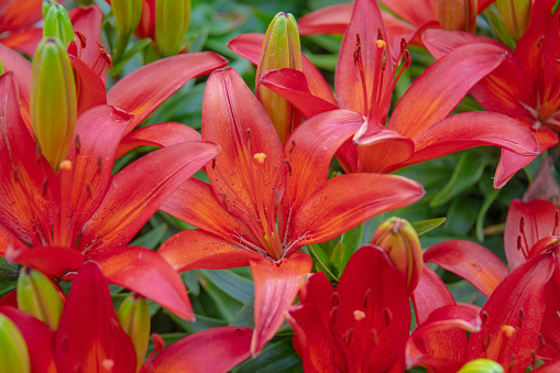 Flowers-Asiatic Lily in bloom-Howard County,Indiana
