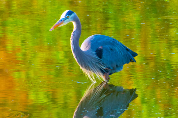 istock Great Blue Heron- Hilton Head, South Carolina 1661728803