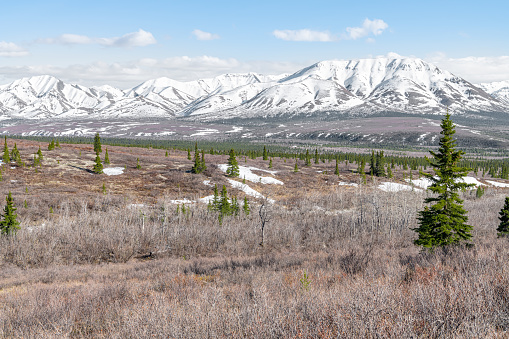 Edge of Tree line and Tundra in Denali National Park with snow covered mountains behind, Alaska, USA