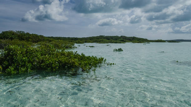 istock Mangroves on the Saltwater Flats 1661749212