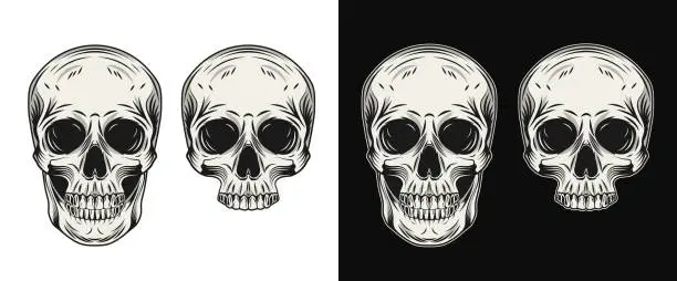 Vector illustration of Human skull in vintage style.