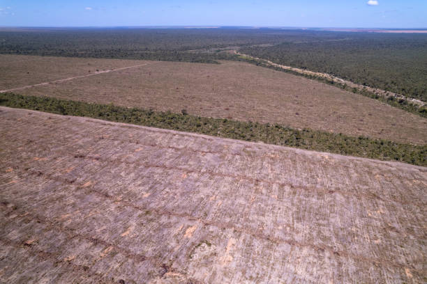 Aerial view of illegal deforestation of cerrado forest trees to open land for agriculture in farm on sunny summer day in Brazil. Concept of ecology, environment, conservation, climate change, global. vista aérea de la deforestación ilegal de árboles forestales del cerrado para abrir tierras para la agricultura en la granja en un soleado día de verano en brasil. concepto de ecología, medio ambiente, conservación, cambio climático, global.