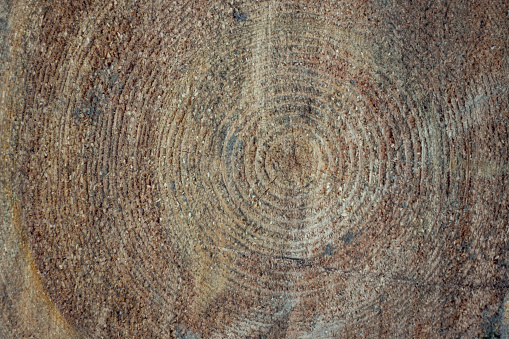 Close up cut of a tree log. Wood texture.