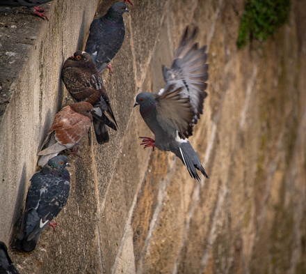 Group of pigeons are fed