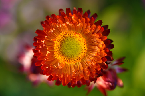 Red   dahlia. Floral  background .   Closeup.  Nature.