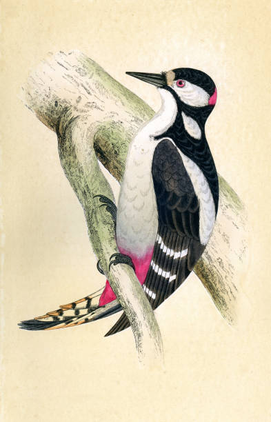 Great Spotted Woodpecker, Dendrocopos major, is a bird species of the woodpecker family Picidae, Wildlife art Vintage illustration of a Great Spotted Woodpecker, Dendrocopos major, is a bird species of the woodpecker family Picidae. History of British Birds, F O Morris dendrocopos major stock illustrations