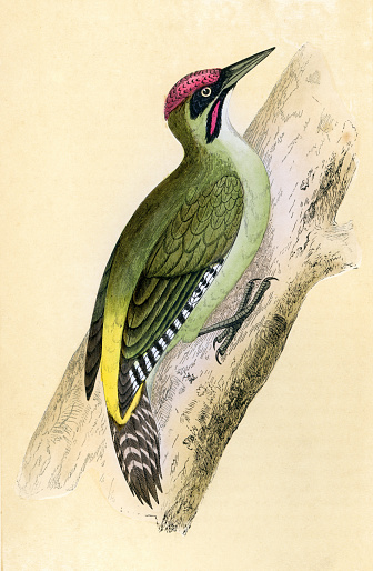 Vintage illustration of a Green Woodpecker, Picus viridis, a member of the woodpecker family Picidae. History of British Birds, F O Morris