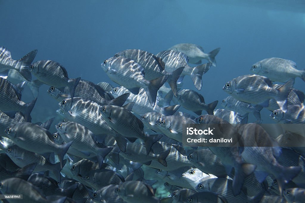 Branco di pesci - Foto stock royalty-free di Acqua
