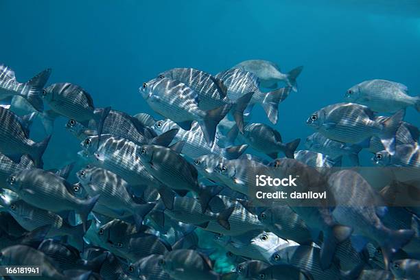Косяк Рыб — стоковые фотографии и другие картинки Бирюзовый - Бирюзовый, Большой, Вода