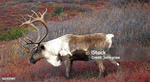 Caribou Su Rosso Autunno Tundra - Fotografie stock e altre immagini di Alaska - Stato USA - Alaska - Stato USA, Ambientazione esterna, Animale maschio