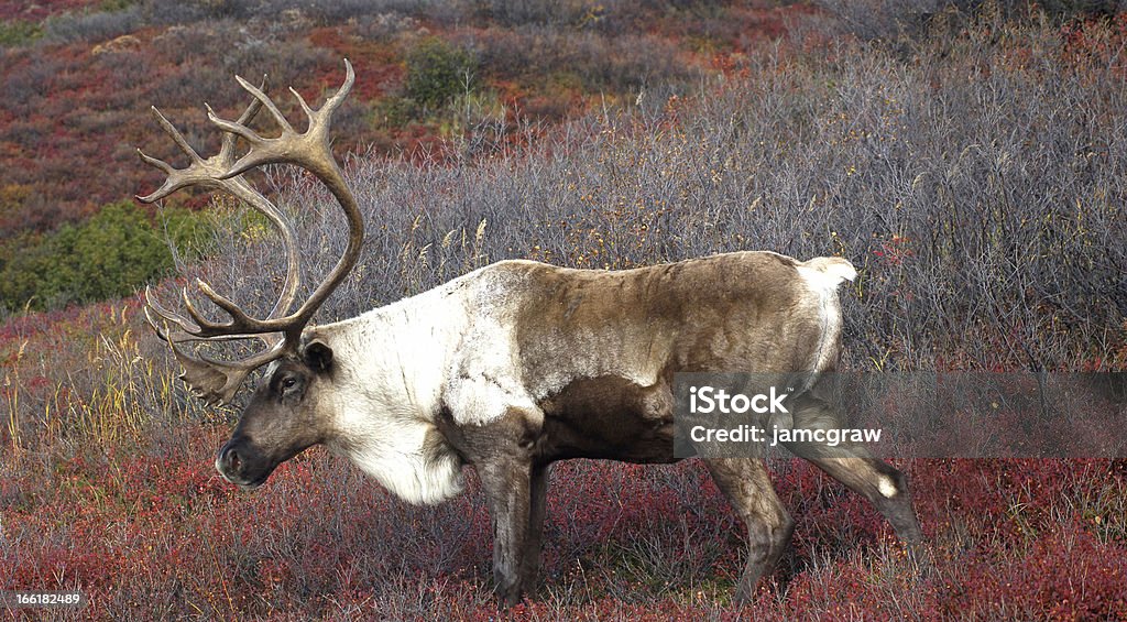 Caribou на красный Осенний Тундра - Стоковые фото Аляска - Штат США роялти-фри