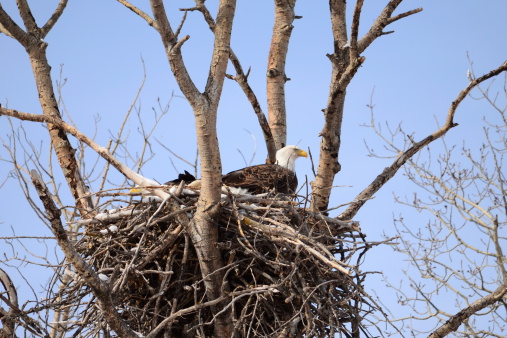 Woolly-necked Stork sit in the nest