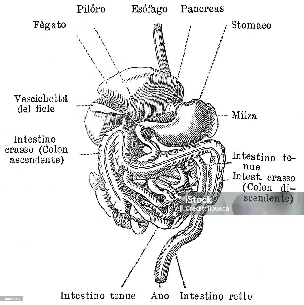 Apparato digerente umano con etichetta italiano - Illustrazione stock royalty-free di Addome