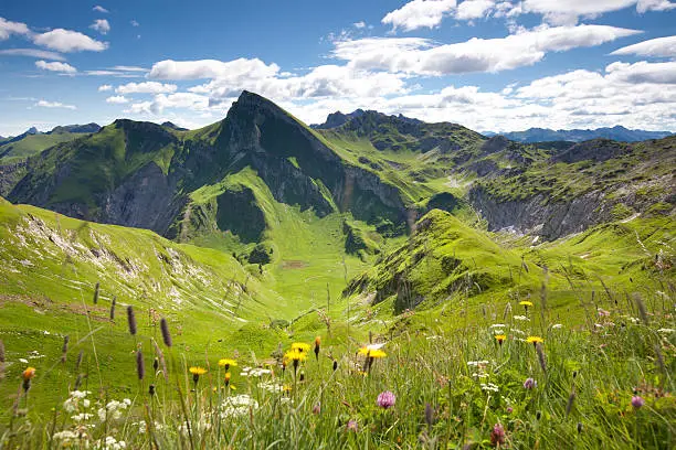 blooming summer meadows in front of  mt. rote spitze, tannheimer berge, tirol, austria
