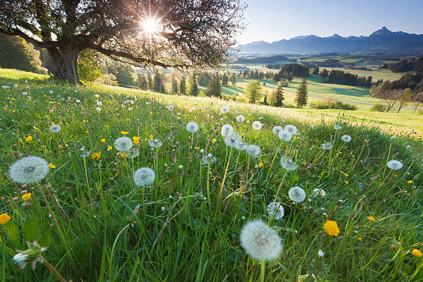 hintergrundbeleuchtung blick über apple tree, sommer-wiese in bayern, deutschland - allgau field landscape bavaria stock-fotos und bilder