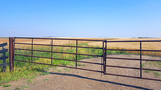 Brown iron gate across Alberta prairie land. Crops in background.Clear blue sky . No people.