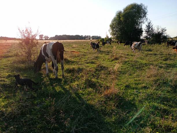 istock Cows graze in a rural pasture at sunset. Cows of different breeds on the pasture. 1661828678