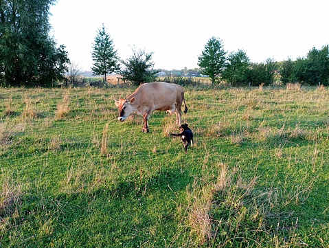 A gray cow and a black dog on a pasture. A black dog grazes cattle on a rural pasture.