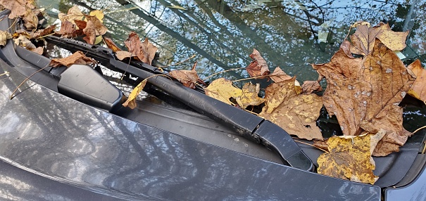 This is a photograph taken on a mobile phone outdoors of fallen leaves covering a car’s windsheild during autumn in Maryland, USA.