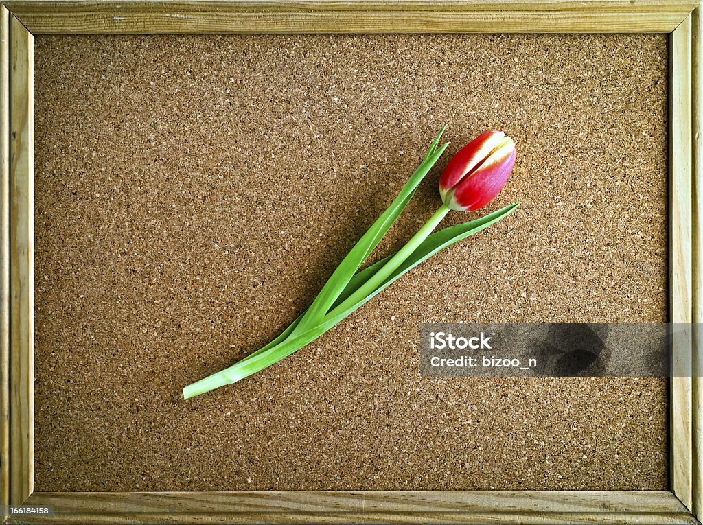 Rote Tulpe in einem frame - Lizenzfrei Bilderrahmen Stock-Foto